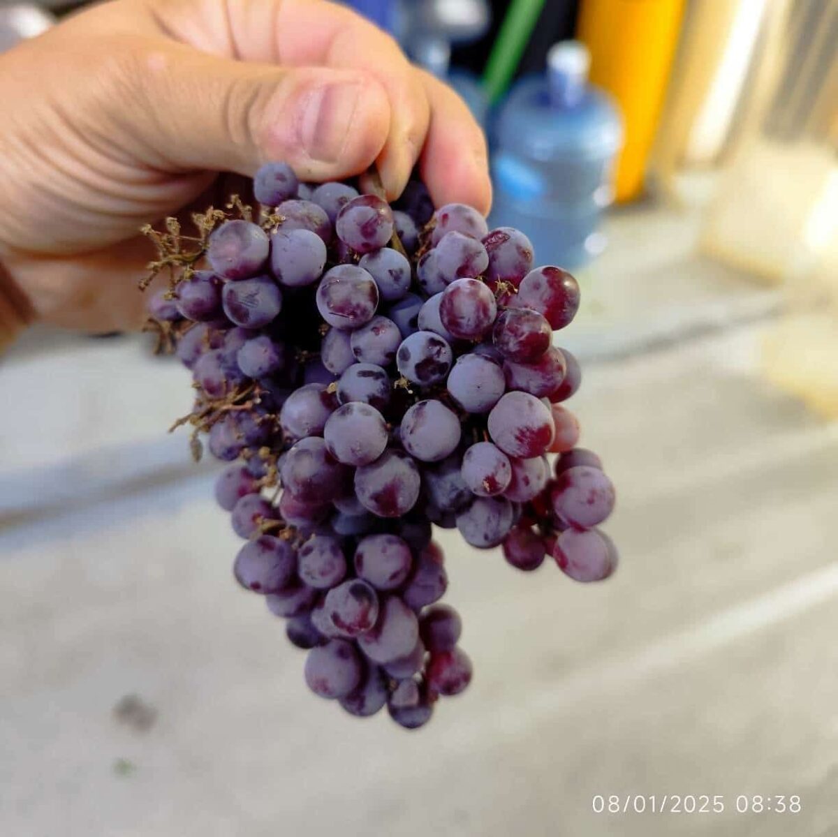 Concord grape انگور یاقوتی - Image 2