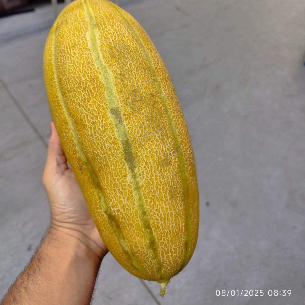 Mashhadi melon خربزه مشهدی - Image 2