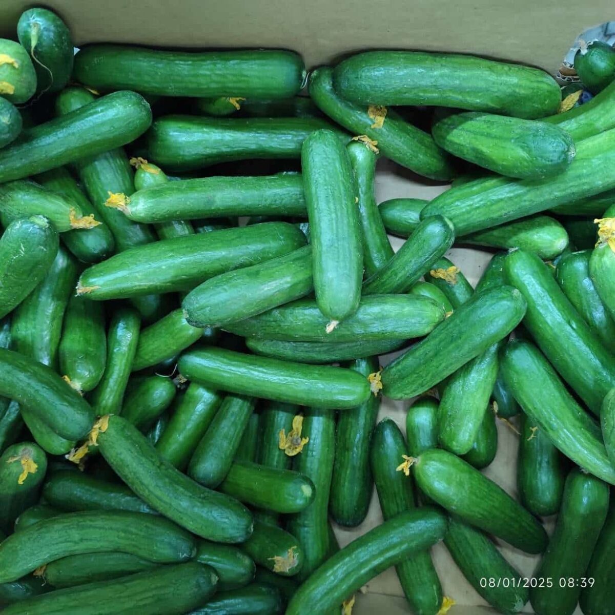 Cucumber Kg خیار - Image 2