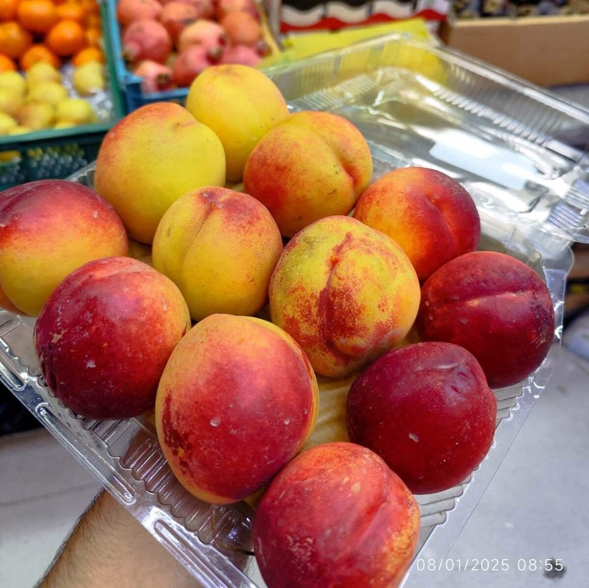 Iranian Nectarine (Moghan) 1pocket  شلیل مغان - Image 2