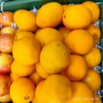 Valencia orange 1Kg پرتقال ابگیری - Image 2
