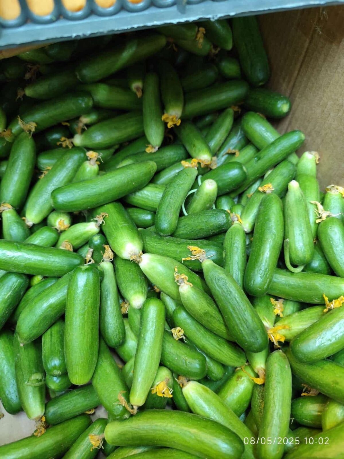 Baby cucumber 1Kg خیار کوچک - Image 2
