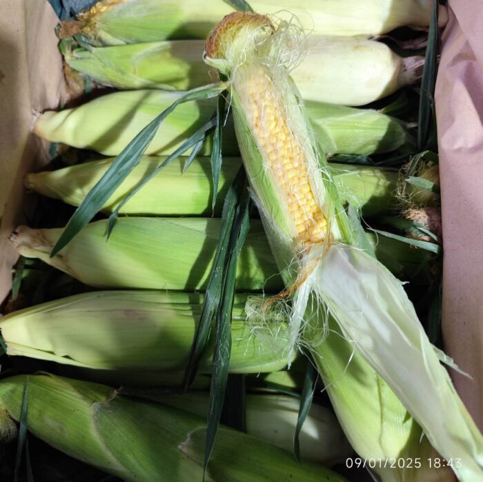 Iranian Sweet corn 1Kg (ذرت شیرین(بلال - Image 2
