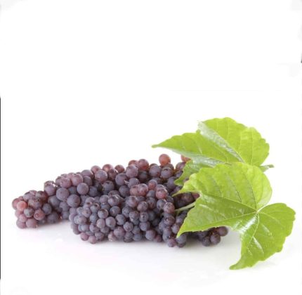 Concord grape انگور یاقوتی