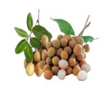 Longan 1pocket لونگان