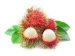 Rambutan 1Pocket رمبوتان