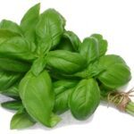 Basil 1Pc ریحان