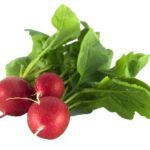 Red radish 1Pc تربچه