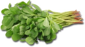 Purslane خرفه 🇮🇷
