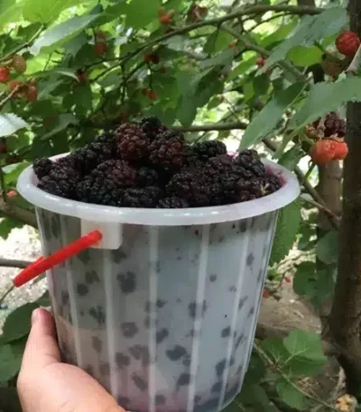 شاتوت - شاتوت تازه - شاتوت ایرانی - شاتوت طبیعی - شاتوتت - شاتووت - توت سیاه - شاتوت دبی - شاتوت شاتوتت - Shatoot - Shatoot berry - Black mulberry - Fresh shatoot - Shatot - Shotut - Shatoot fruit - توت - توت عربي - توت أسود - توت أسود دبی