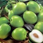 Jujuba UAE 1pocket 1kg کنار امارات