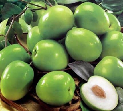 Jujuba UAE کنار امارات