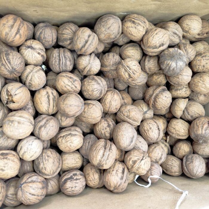 Dry walnut iran گردو خشک ایران - Image 2