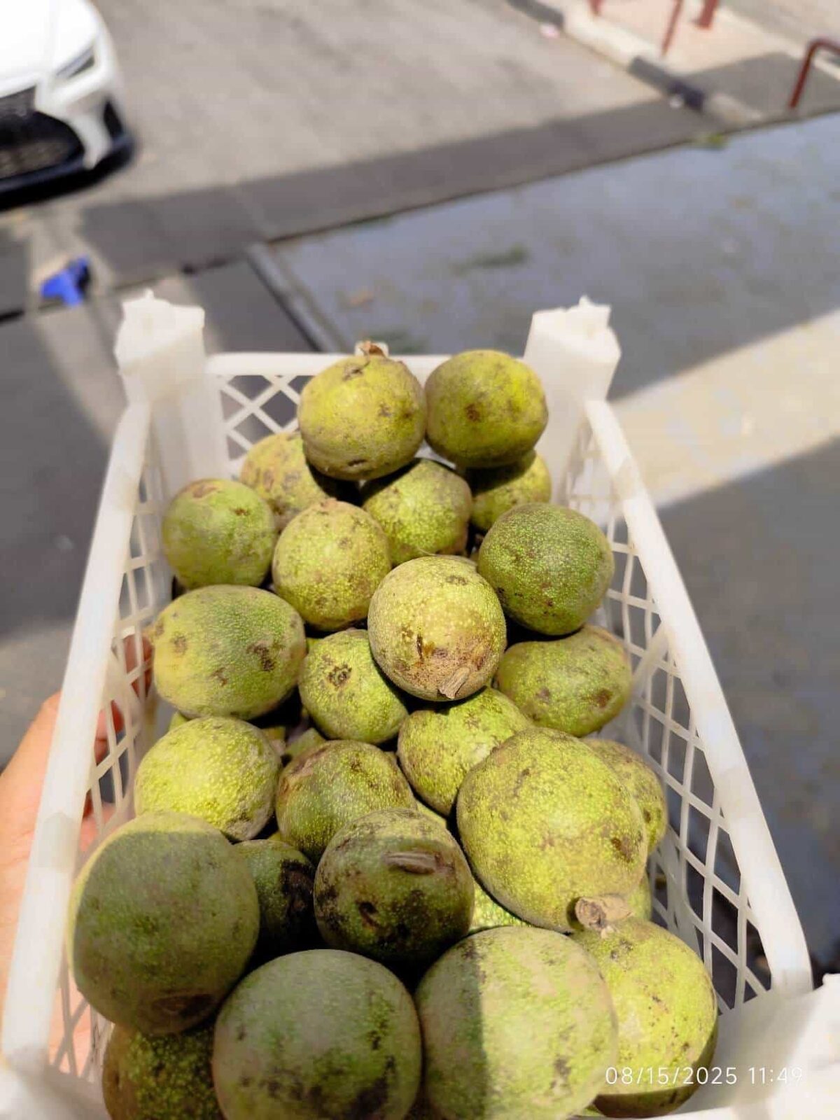 Iranian fresh Walnut 1Kg  گردو تازه ایران - Image 2