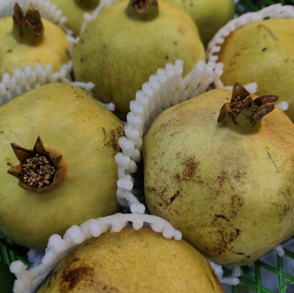 Iranian pomegranate(yellow)  انار ایرانی پوست زرد - Image 2