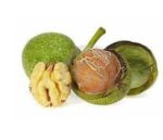 Iranian fresh Walnut 1Kg  گردو تازه ایران