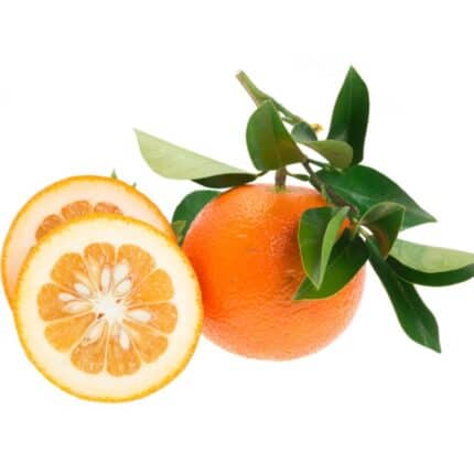 Bitter orange narenj نارنج ایران