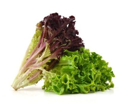 lettuce lollo 600g کاهو فرانسوی