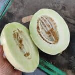 Iranian Honey Melon  ملون عسل ایران