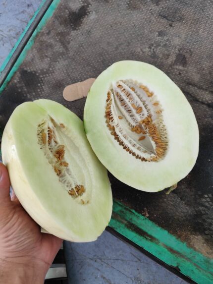 Iranian Honey Melon  ملون عسل ایران