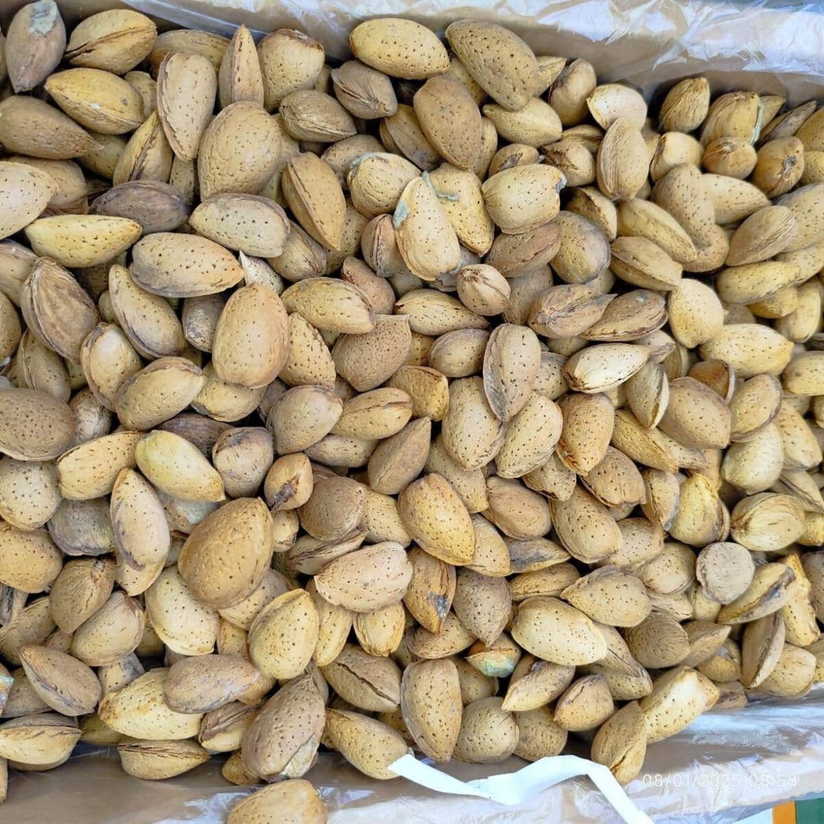 Iranian Almond in Shell بادام با پوست ایرانی - Image 2