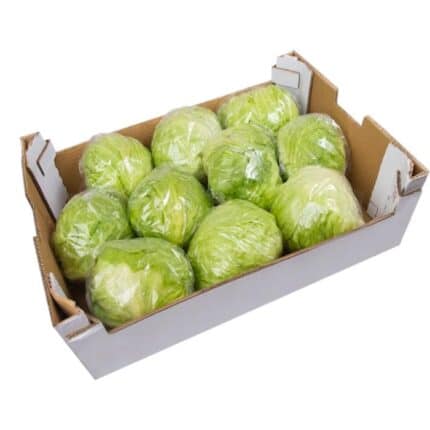 Lettuce iceberg big box  کاهو پیچ جعبه ای