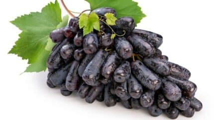 Black Long Seedless Grapes انگور بی هسته