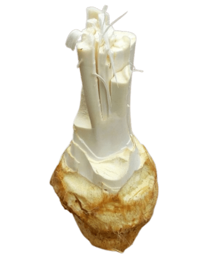 palm cheese پنیر نخل
