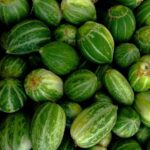Karko Cucumber 1Kg خیار کرکو