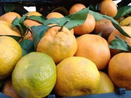 shomal Tangerine  نارنگی شمال