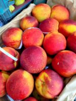 Iranian Nectarine 1pocket شلیل ایرانی - Image 2