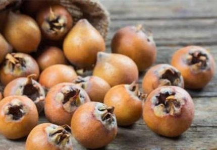 Iranian Common medlar ازگیل ایران