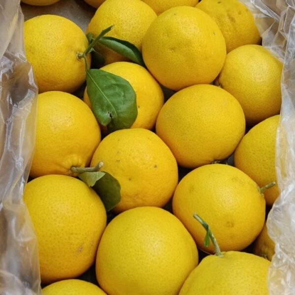 Citrus fruit (7 fruits)پرتقال هفت میوه