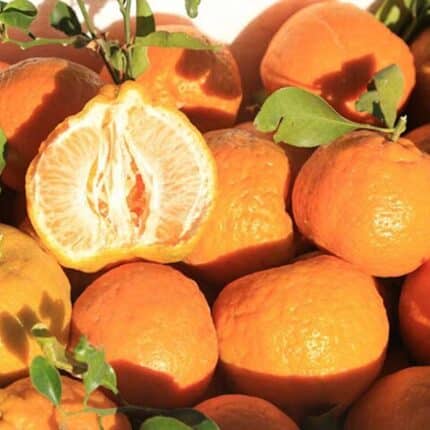 Siahoo Mandarin نارنگی سیاهو
