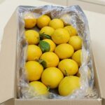 Citrus fruit (7 fruits)پرتقال هفت میوه