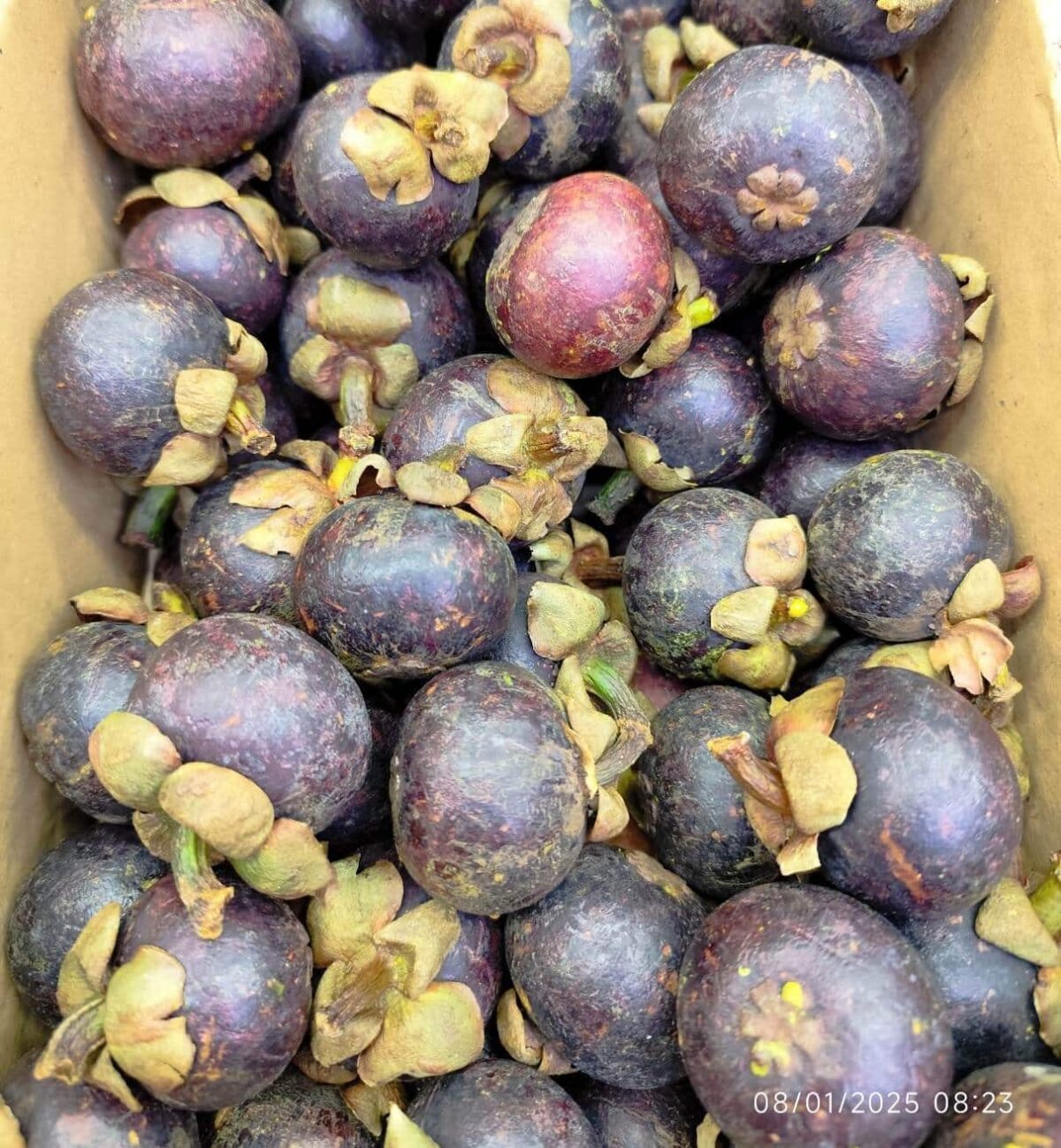 Mangosteen Jumbo 1kg منگوستین - Image 2