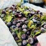 Frozen Sour Cherry Box 5kg آلبالو یخ زده سبدی