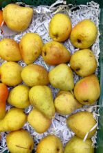Pear Africa 1Pocket گلابی - Image 2