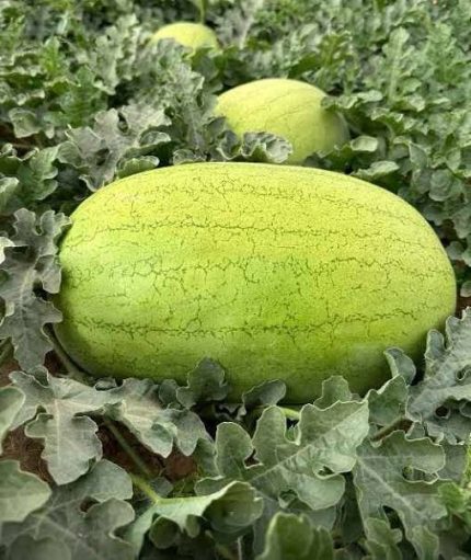 Iranian Red Watermelon 1Pc هندوانه قرمز ایران