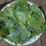 Green Grape Leaves 250gr برگ مو