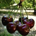 Iranian Cherry kg گیلاس ایران