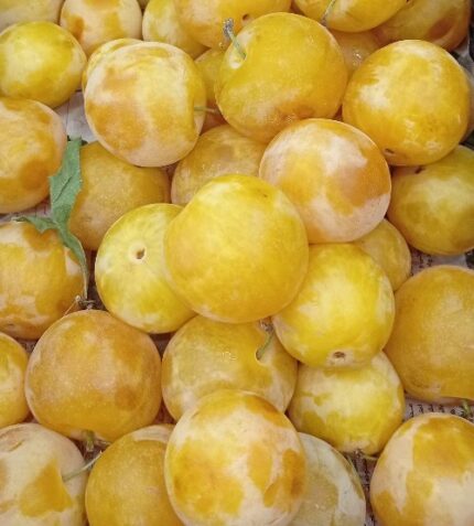 Golden plum for lavashak Box آلو طلایی مخصوص لواشک (نرم و رسیده)