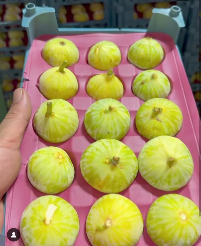 Iranian Green Fig Box انجیر سبز زنجان باکس - Image 2