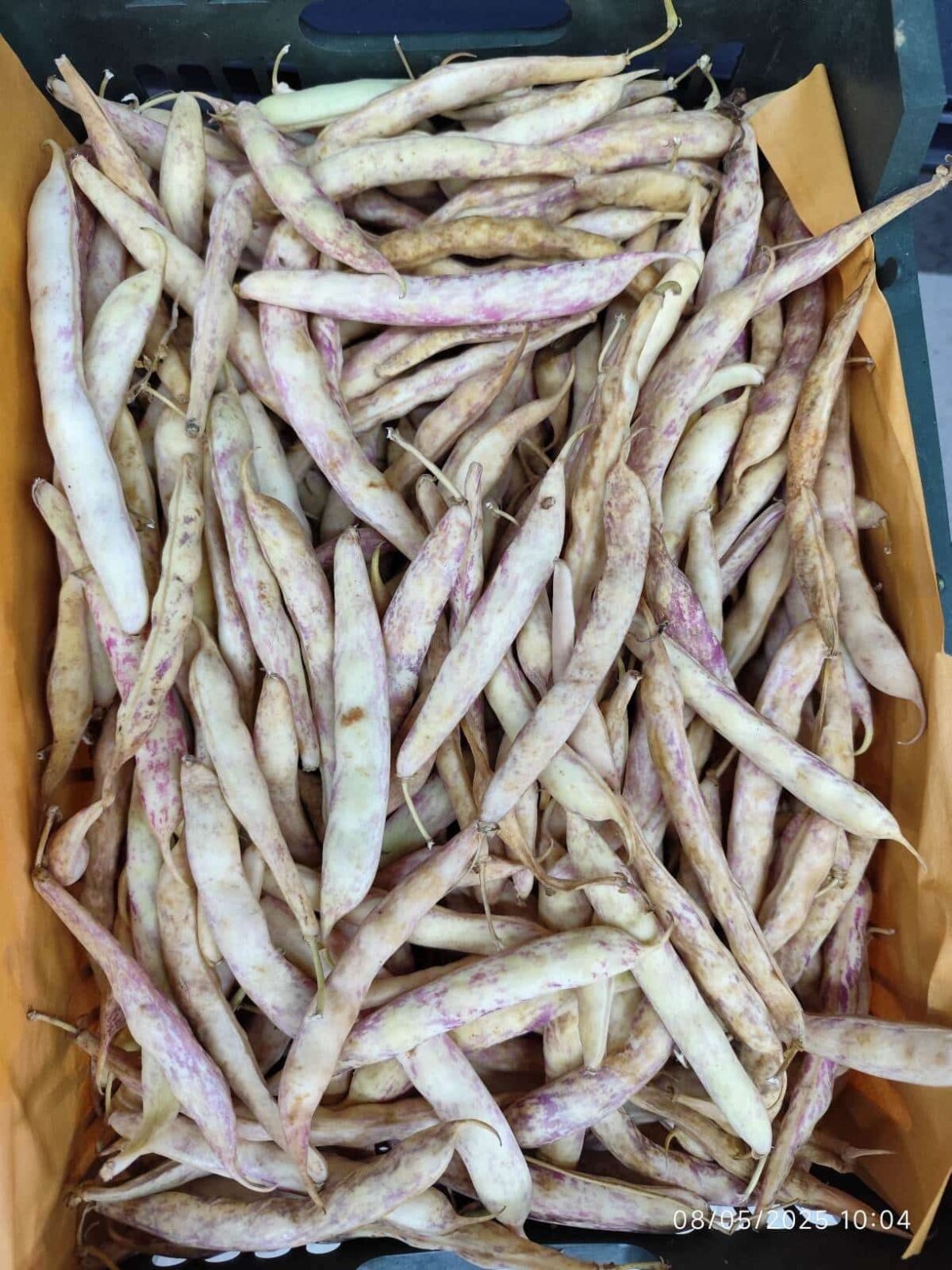 Fresh pinto beans kg لوبیا چیتی تازه - Image 2