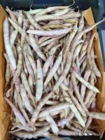 Fresh pinto beans kg لوبیا چیتی تازه - Image 2