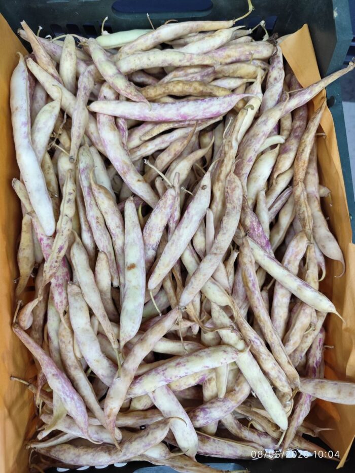 Fresh pinto beans kg لوبیا چیتی تازه - Image 2