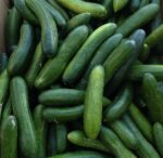 Organic Cucumber 1Kg خیار بوته ای
