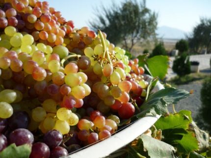 Iranian Red Grapes 1pocket انگور قرمز ارومیه