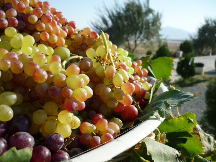 Iranian Red Grapes 1pocket انگور قرمز ارومیه - Image 1