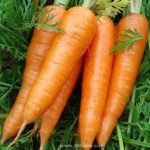 Carrot China هویج چین